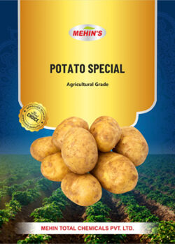 Potato Special